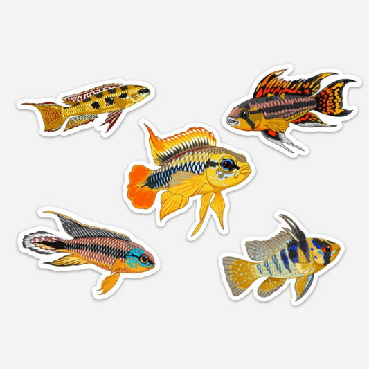 5 Pack South American Cichlids Stickers/Magnets/Clings - AQUAPROS