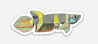 Wholesale Clown Killifish Sticker - AQUAPROS