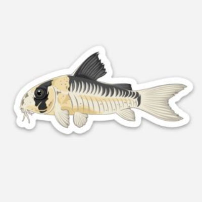 Cory catfish sticker