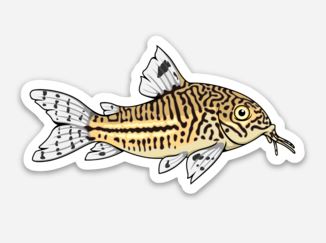 Wholesale Julii Corydoras Sticker/Magnet/Cling - AQUAPROS