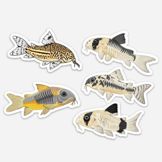 5 Pack Cory Catfish Stickers/Magnets/Clings - AQUAPROS