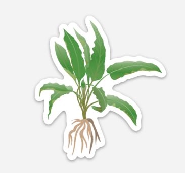 Wholesale Cryptocoryne Sticker/Magnet/Cling - AQUAPROS