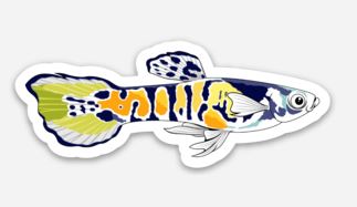 Wholesale Tiger Endler Sticker/Magnet/Cling - AQUAPROS