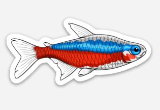 Wholesale Cardinal Tetra Sticker/Magnet/Cling - AQUAPROS
