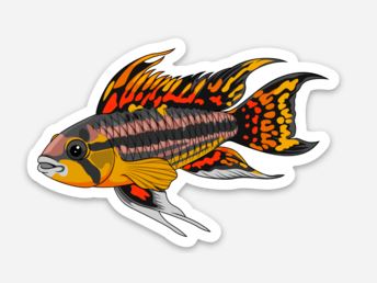 Wholesale Apistogramma (3) Sticker/Magnet/Cling - AQUAPROS