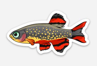 Wholesale Galaxy Rasbora Sticker/Magnet/Cling - AQUAPROS