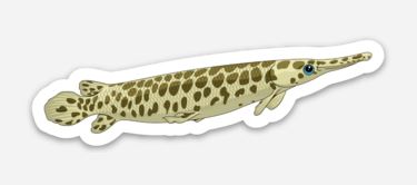 Wholesale Spotted Gar Sticker/Magnet/Cling - AQUAPROS