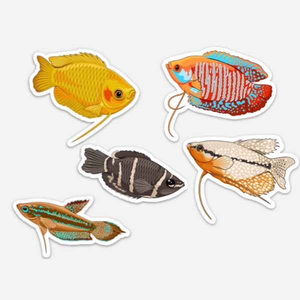 5 Pack Gourami Fish Stickers/Magnets/Clings - AQUAPROS