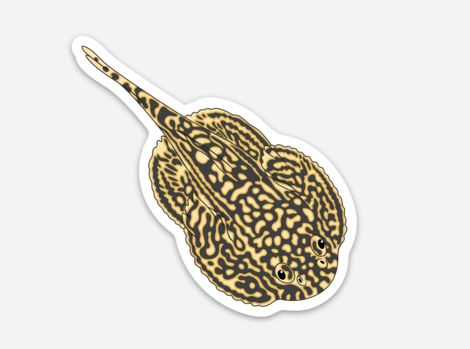 Wholesale Hillstream Loach 1 Sticker/Magnet/Cling - AQUAPROS