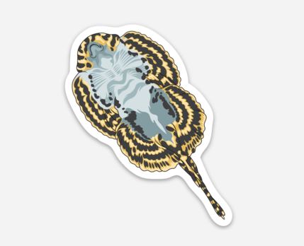 Wholesale Hillstream Loach 2 Sticker/Magnet/Cling - AQUAPROS