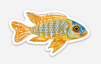 Wholesale Cichlid (4) Sticker - AQUAPROS