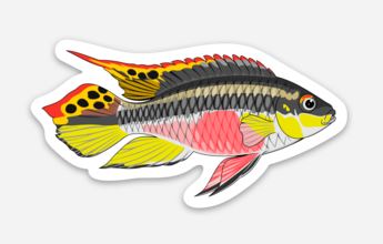 Wholesale Kribensis Cichlid Sticker/Magnet/Cling - AQUAPROS