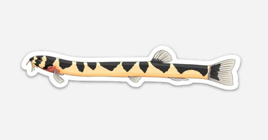 Wholesale Kuhli Loach Sticker/Magnet/Cling - AQUAPROS
