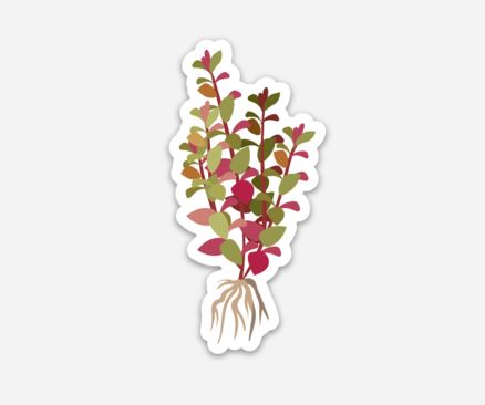 Ludwigia Plant Sticker - AQUAPROS