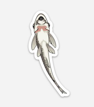 Wholesale Otocinclus (2) Sticker/Magnet/Cling - AQUAPROS