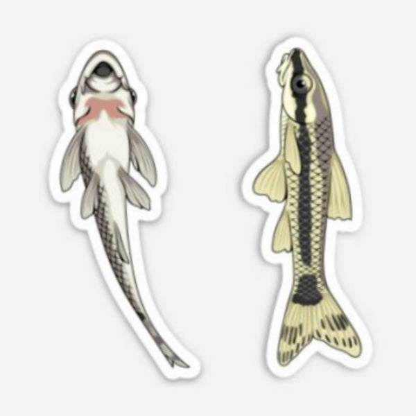Otocinclus Fish Sticker 2 Pack