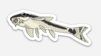 Otocinclus Catfish On Glass Stickers/Magnets/Clings - AQUAPROS