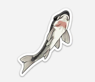 Otocinclus Catfish On Glass Stickers/Magnets/Clings - AQUAPROS