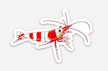 Wholesale Crystal Red Shrimp Sticker/Magnet/Cling - AQUAPROS
