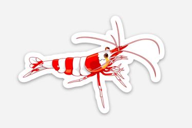 Red Caradina Shrimp Sticker/Magnet/Cling - AQUAPROS