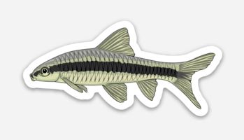 Wholesale Siamese Algae Eater Sticker - AQUAPROS